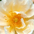 Fehér - Történelmi - régi kerti rózsa - Goldfinch